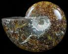 Polished, Agatized Ammonite - Madagascar #59854-1